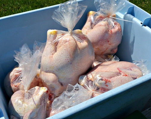 Запасные пакеты для холодной свежей мясомолочной продукции с фильтром усадки ПА/ПЕ, фильтром усадки ПВДК и пакетами